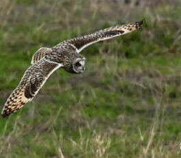 voyage photo animaliere