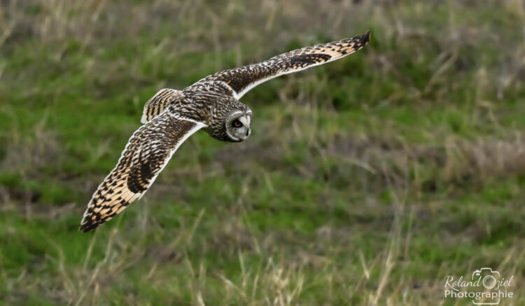 voyage photo animaliere